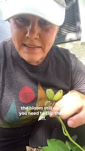 If you haven't already done so, deadhead your peonies! The peony will expel  energy back into the plant so you will have more blooms next year! ,  #minnesotagardener #gardening #gardeningtips ...