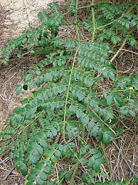 Image result for Guilandina bonduc