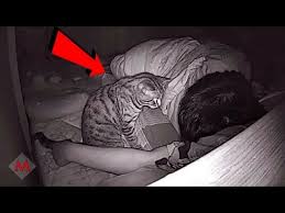 Bu Adam Kedisinin Hareketlerinden Suphelendi Sonra Kayit Videosunu Actiginda Bakin Ne Gordu Youtube