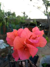 We did not find results for: Benefits Of Paper Flower For Health Steemit