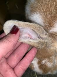 Image result for scabies rabbits ears