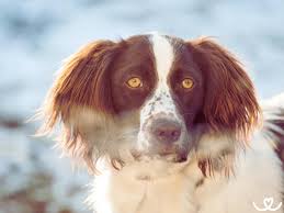 Image result for Velký münsterlandský ohař