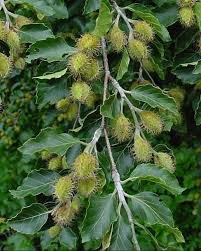 Image result for Fagus sylvatica