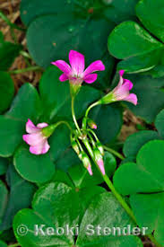 Image result for Oxalis debilis