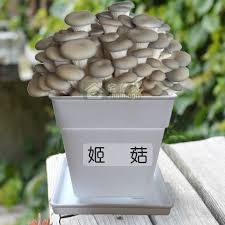 姬菇方形盆装种植四季播室内多肉蔬菜水果花卉植物种子小盆栽批发 planter pots plants planters