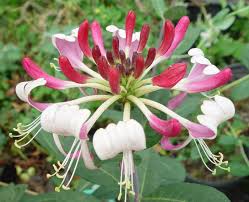 Image result for Lonicera confusa