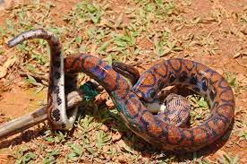 Anacondas In Guyana They Call Anacondas Camoodie Which Is A Nice Fact But Anaconda Guyanese Guyana