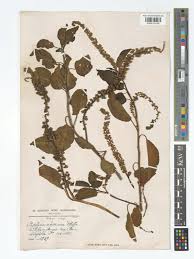 Image result for Phytolacca dodecandra