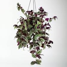 Natural wicker white iron flower basket hanging baskets for home garden wedding party wall decoration pot plant rattan vase. Tradescantia Zebrina Is A Beautiful And Unusual Trailing Indoor Plant The Topside Of The Leaves Are Green Wh Plants For Hanging Baskets Hanging Plants Plants