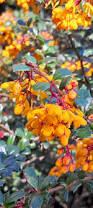 Image result for Berberis darwinii