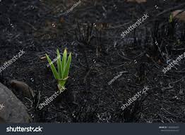 Image result for Hypoxis rigidula