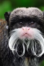 There are two subspecies of emperor tamarin that can be found in peru, brazil, bolivia and southwestern parts of. Peru Emperor Tamarin Monkey 640x1136 Iphone 5 5s 5c Se Wallpaper Background Picture Image