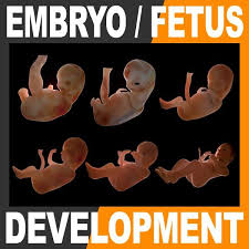 Human Fetus And Embryo Development By Cgshape P Realistic Detailed And Anatomically Accurate Textured Fetus And E Fetus Development Development Newborn Baby