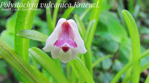 Image result for Polystachya vulcanica