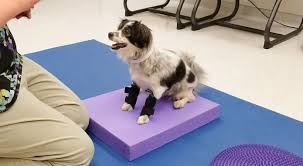 Maybe you would like to learn more about one of these? How To Treat Dog Paw Knuckling Proprioception In Pets
