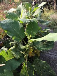 Image result for Wigandia urens