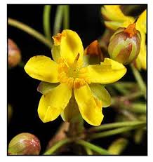 Image result for Campylospermum