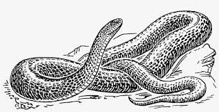 Anaconda Transparent Png Black And White Snake Drawing Transparent Png 2400x1116 Free Download On Nicepng How to draw a look of a wolf with a simple pencil step by step. white snake drawing transparent png