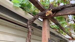 Image result for pruning grapes on a pergola