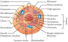 The plant cell as more rigid and stiff walls. 31 Biology Ideas Life Words Biology Workbook