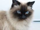 Himalayan Cat Breed - Facts and Personality Traits | Hill ...