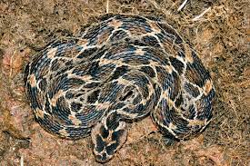 Saw Scaled Viper Echis Carinatus Is One Of The Deadliest Indian Snakes It Gets The Name From Rubbing The Sides Of Its Snake Deadly Animals Poisonous Snakes