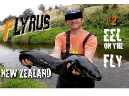Flyrus uygulamasını google play store üzerinden indirebilirsiniz. Video Fly Fishing For Eel In Into The Wild New Zealand 2 The Venturing Angler