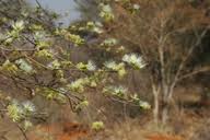 Image result for Albizia anthelmintica