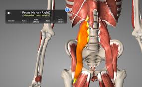 When working your glutes, it's important to include hip abductor exercises, which target the small muscles on the side of your butt, as well as your glute max. Bending Backwards Without Hurting Your Lower Back Yoga Synergy