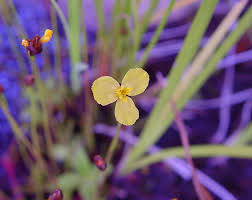 Image result for Xyris