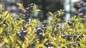 Scientists Gather in Bar Harbor for 20th Wild Blueberry Health Research  Summit