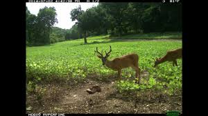 Growing crops that will help feed the. Food Plots For Deer How To Have The Best Food In The Neighborhood 240 Growingdeer Tv Youtube