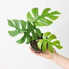 Image result for Emilia abyssinica