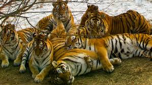 While many of these animals are elusive to see in the wild, the sight of. 20 Amazing Facts About Tiger You Never Knew