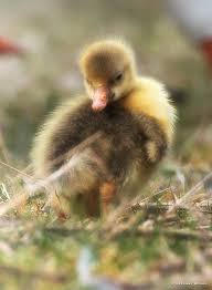 Irish Wildlife Trust