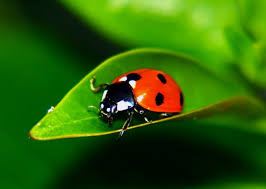 Boxelder bugs are common pests found in canada and the united states that will enter structures in the fall to seek shelter. Is The Insect Known As A Ladybug A Trivia Questions Quizzclub
