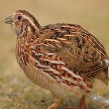 Game Bird Hatchery Baby Game Bird Chicks For Sale Cackle Hatchery Chicks For Sale Quail Game Birds