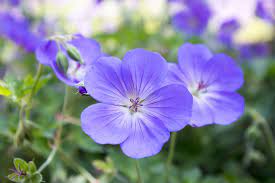 We did not find results for: Low Maintenance Plants For Your Garden The English Garden