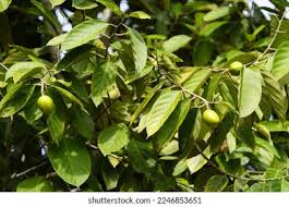 Image result for Metteniusaceae