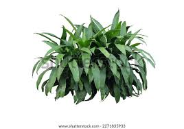 Image result for Dracaena steudneri