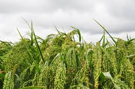 Image result for Panicum miliaceum