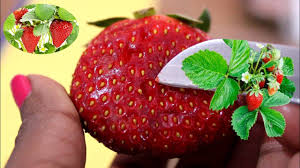 On this occasion, they write a lot, but somehow it is surprising, because many gardeners complain that they have nothing. How To Grow Strawberry From Seed At Home à¤¸ à¤Ÿ à¤° à¤¬ à¤° à¤˜à¤° à¤ª à¤‰à¤— à¤ English Subtitle With Update Youtube