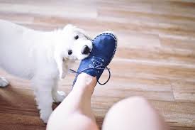 By having a variety of chew toys easily accessible, you'll be able to trade your sleeve, hair, shoes, for a toy so they have something more appropriate to chew on instead. When Do Goldendoodle Puppies Stop Biting And How You Can Stop It Goldendoodle Advice