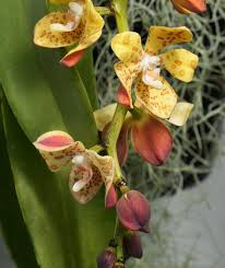 Image result for Vandenboschia gigantea