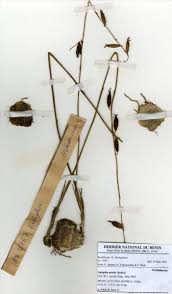 Image result for Eulophia caricifolia