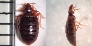 pin on bed bugs