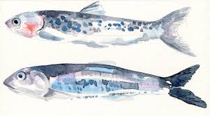 Watercolour Anchovy Fish Watercolor Fish Fish Art Fish Painting