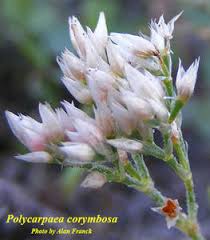Image result for Polycarpaea corymbosa