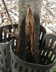 Pruning cherry trees from year 1 to year 4 #cherries #prune #pruning. Cherry Tree Trunk Split 306595 Ask Extension