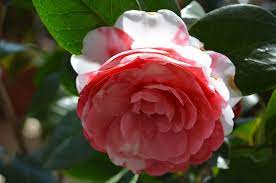 Camelia Japonica Carolina Celesia Japonica Flowers Plants
